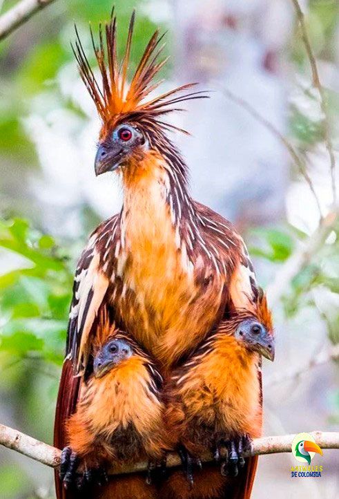 madre hoatzin y sus polluelos