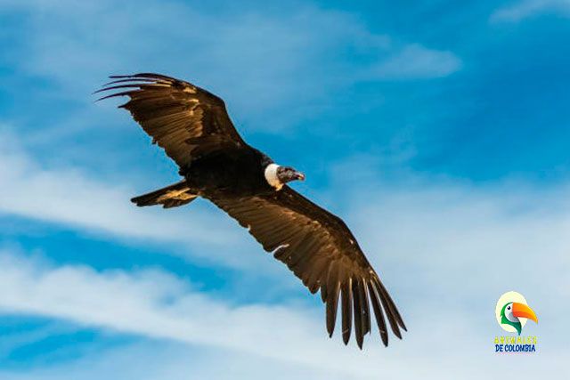 majestuoso condor de los andes