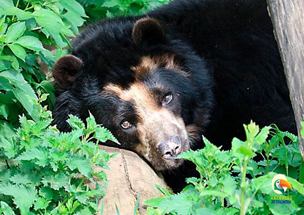 oso de anteojos de Colombia