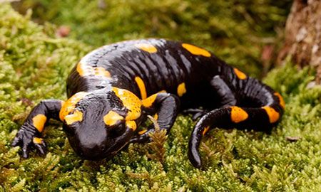 salamandra de los bosques andinos