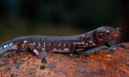 salamandra de parque de chingaza