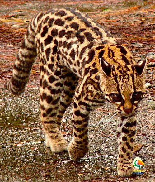 El Enigma Del Tigrillo El Peque o Leopardo Tigre Gu a 2025