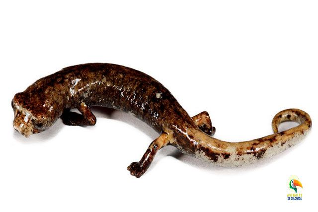 Salamandra Bolitoglosa adspersa andina