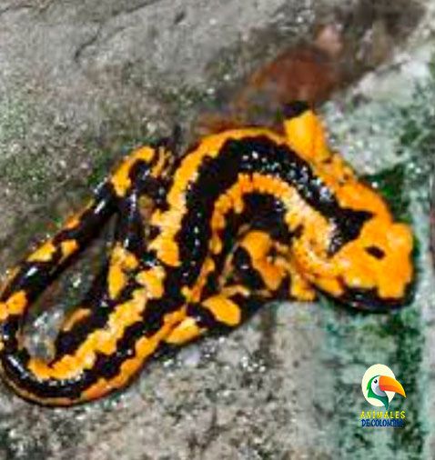 salamandra caudata andina