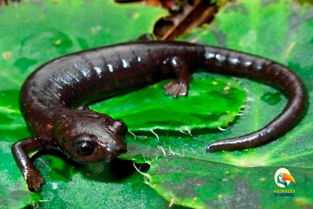 salamandra de chingaza