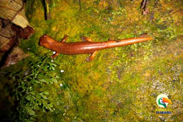 salamandra de peters