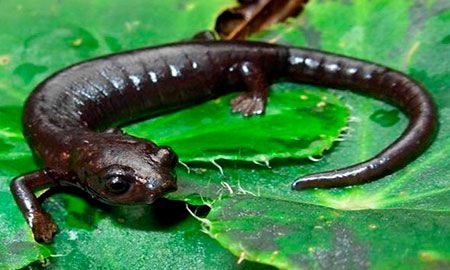 salamandra muisca