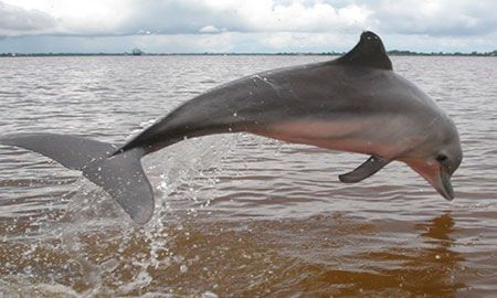delfín costero
