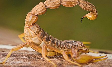 Escorpión de la Guajira