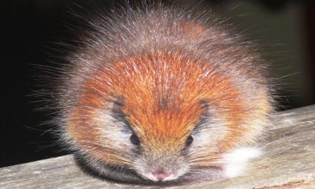 Rata Arbórea de Cresta Roja