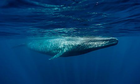 ballena azul del caribe