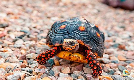 tortuga de patas rojas