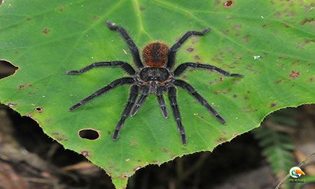 tarantula gabo