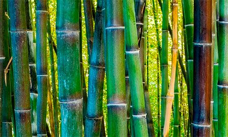 caña de bambú