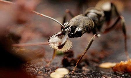 hormiga bachaco de colombia