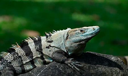 iguana negra cola espinosa del caribe