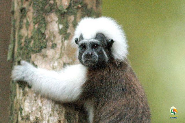 primate titi cabeciblanco