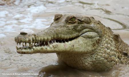 caiman del orinoco