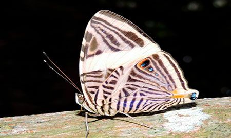 Mariposa Laberinto