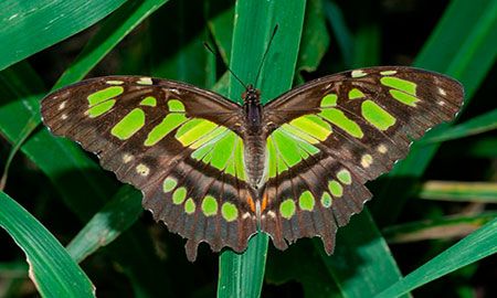 Mariposa Malaquita