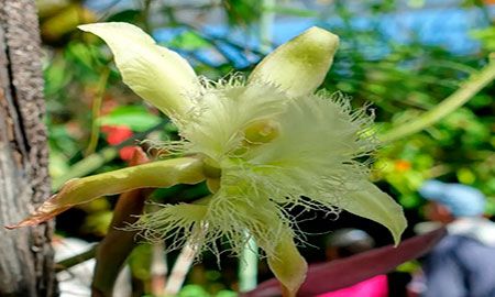 Orquidea Rhyncholaelia Digbyana