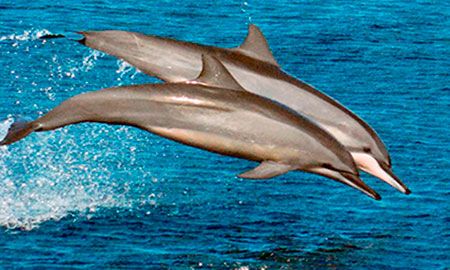 Delfines Tornillo