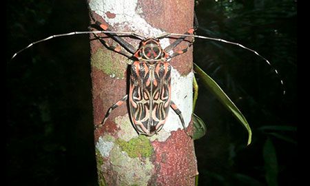 Escarabajo Arlequín