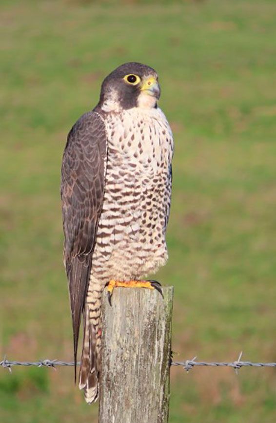 Halcón-Peregrino-(Falco-peregrinus)