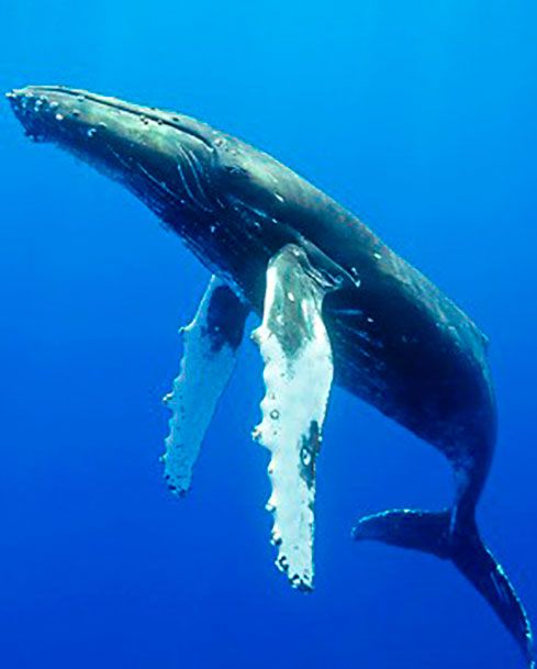 hembra ballena jorobada