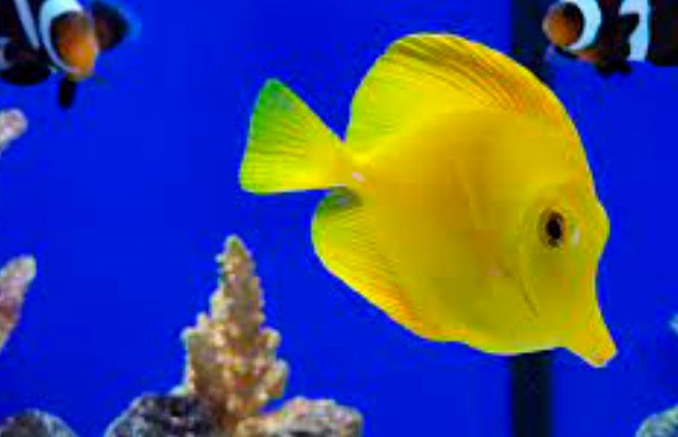 pez yellow tang