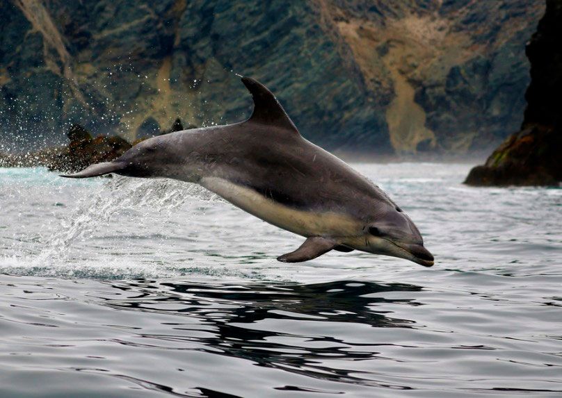 Delfín nariz de botella Tursiops truncatus