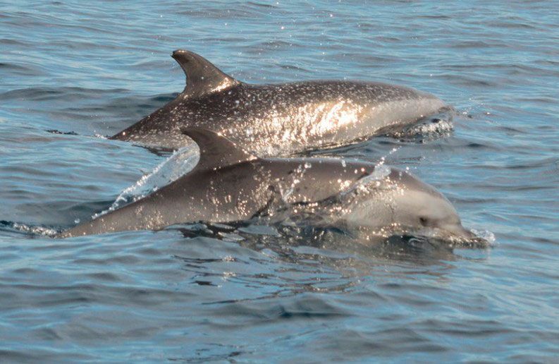 Delfínes Moteados Stenella attenuata
