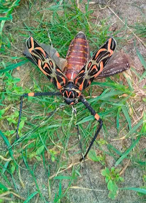 Escarabajo Acrocinus ongimanus