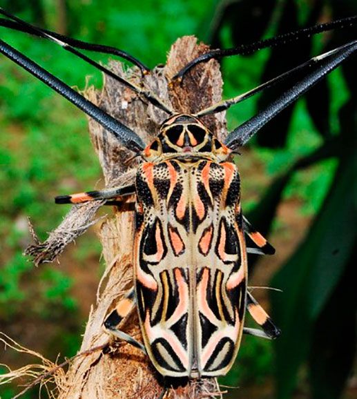 Escarabajo Arlequín Acrocinus longimanu