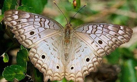 mariposa Pavoreal blanca