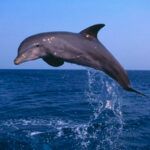 Salto delfin mular