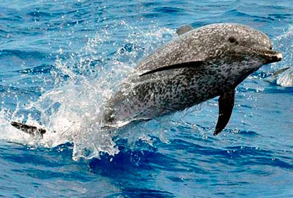 delfin moteado insular