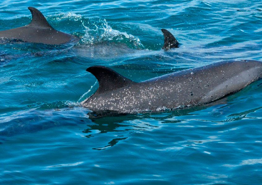 delfines moteados