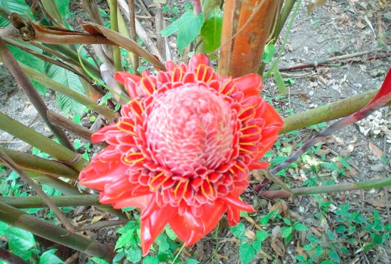 Bastón de Emperador todo lo que necesitas saber sobre la planta - Guía 2025