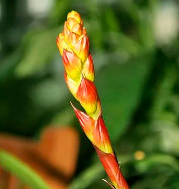 flor guzmania musaica
