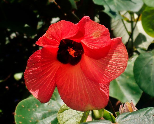 hibiscus maritimo roja