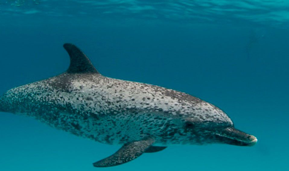 macho delfín moteado