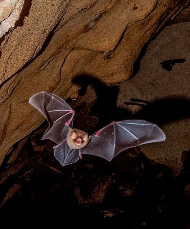 murciélago orejas de embudo