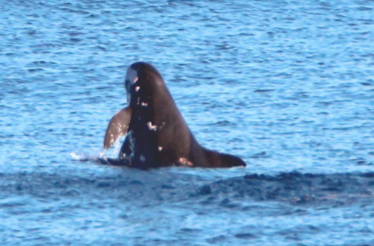 orca pigmea cazando