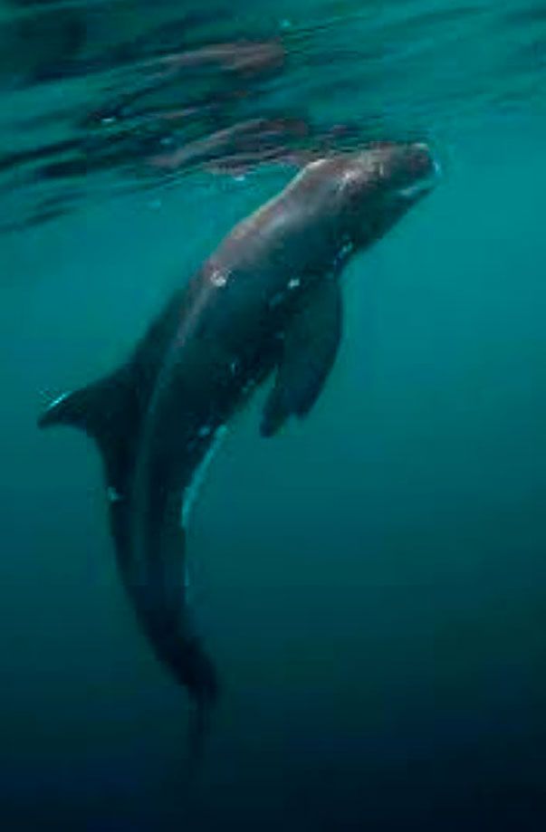 orca pigmea