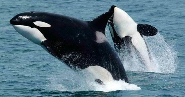 orcas jugando