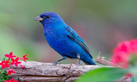 pájaro colorín azul
