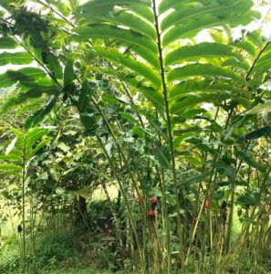 Bastón de Emperador todo lo que necesitas saber sobre la planta - Guía 2025