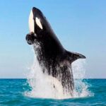 salto de una orca