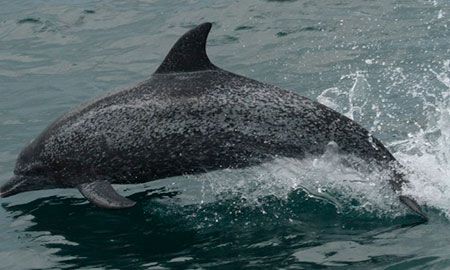 Delfín Moteado